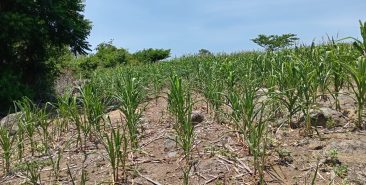 Retos y propuestas para prevenir desastres en El Salvador frente a la nueva realidad climática